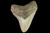Fossil Megalodon Tooth - North Carolina #109717-1